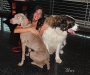 Wings Angels Go To The Dogs