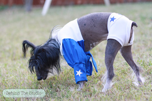 Dallas Cowboys Cheerleader Pet Outfit